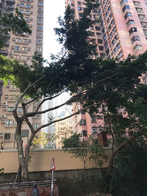 砍樹注意事項|在香港可以自己斬樹嗎？ 香港砍樹的注意事項